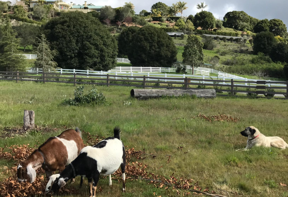 HexenWald Ranch