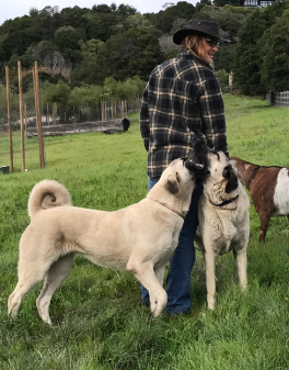 Livestock Guardian Dogs