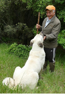 Livestock Guardian Dogs