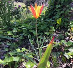 Turkish Tulip