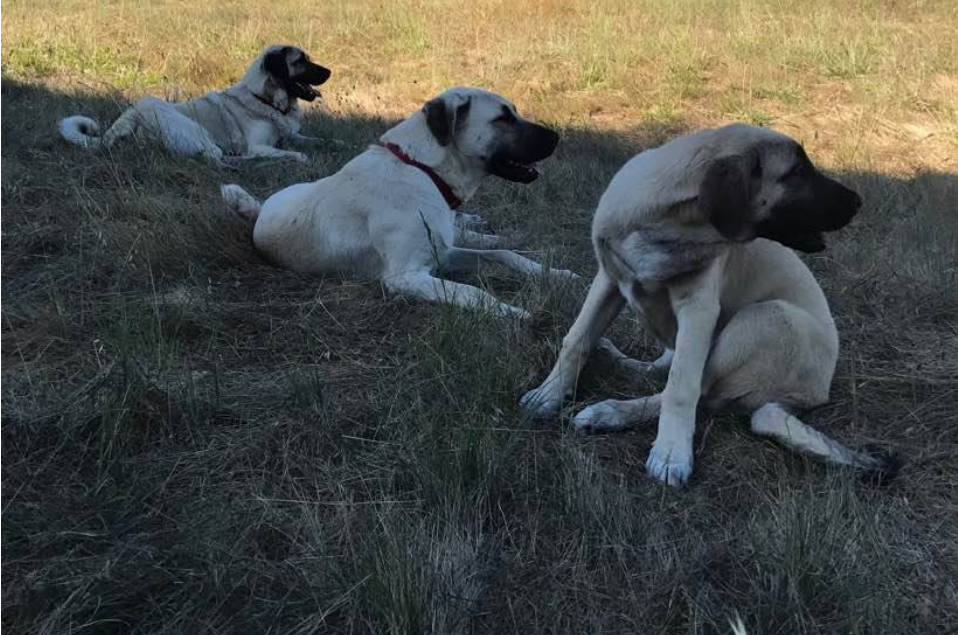 HexenWald Ranch Kangal