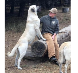 Livestock Guardian Dogs