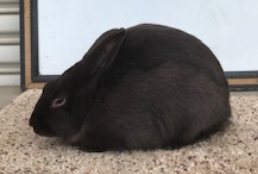 Havana Rabbits