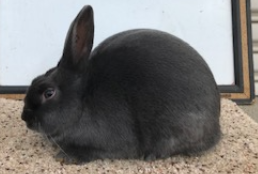 Havana Rabbits