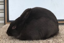 Havana Rabbits