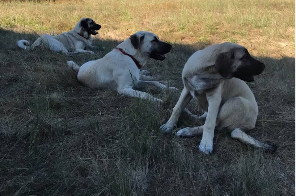 Taylor Ranch Leyla and Pups