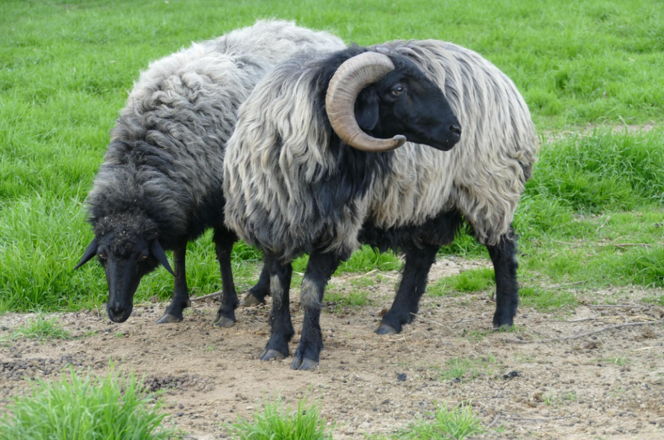 Karakul Lambs