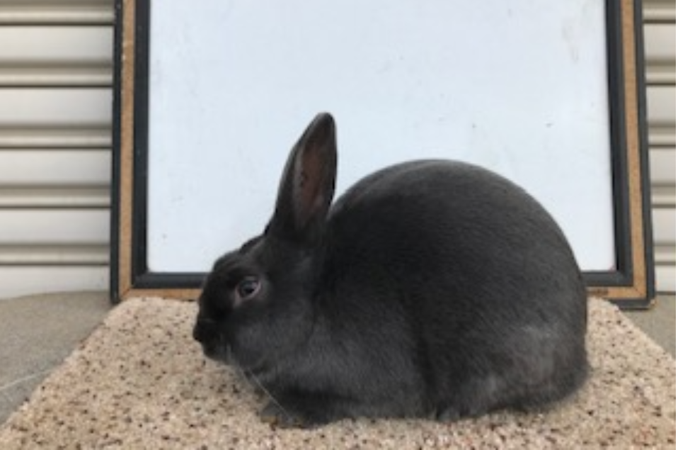 Havana Rabbits