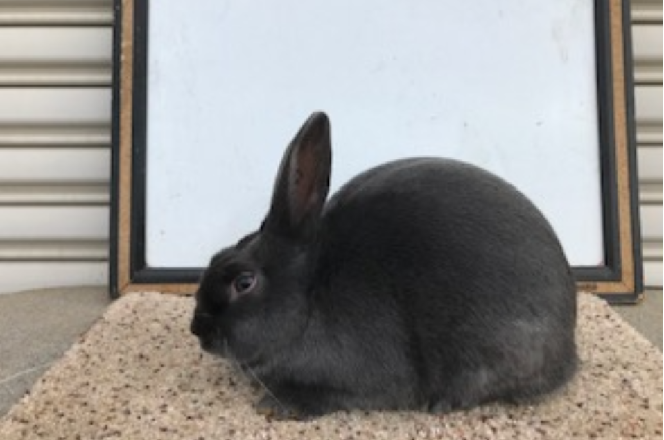 Havana Rabbits