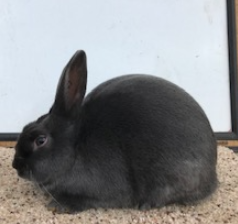 Havana Rabbits