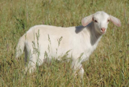 Kiko Goats Kiko Goats