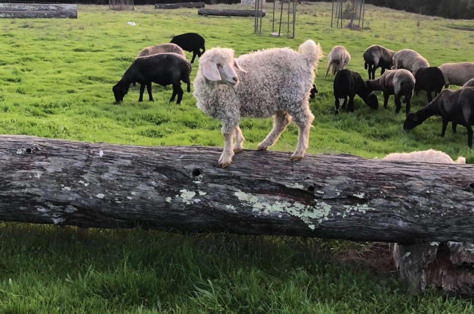 Navajo Angora  Does