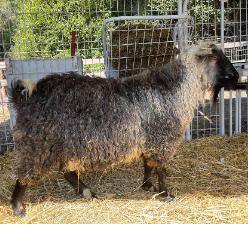 HexenWald Ranch